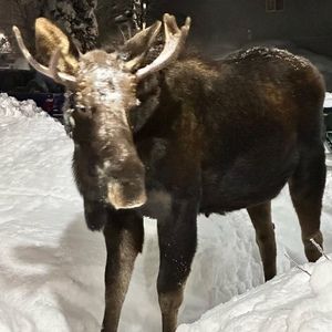 Meet your Posher, Tara